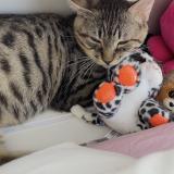 Picture of cat lost at Montfermeil