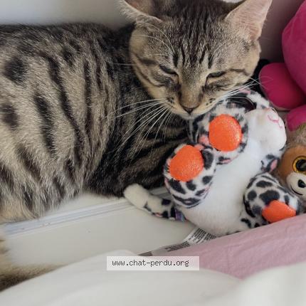 Photo 1/1 Noisette Chat lost in Montfermeil