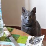 Picture of cat lost at Pont Scorff