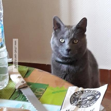 Photo 1/2 Ô Malley Chat lost in Pont scorff