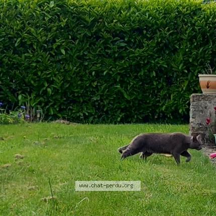 Photo 2/2 &Ocirc; Malley Chat lost in Pont scorff