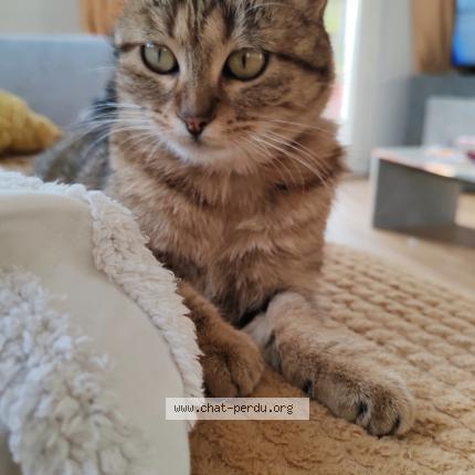 Photo 1/1 Zelda Chat lost in Fillinges