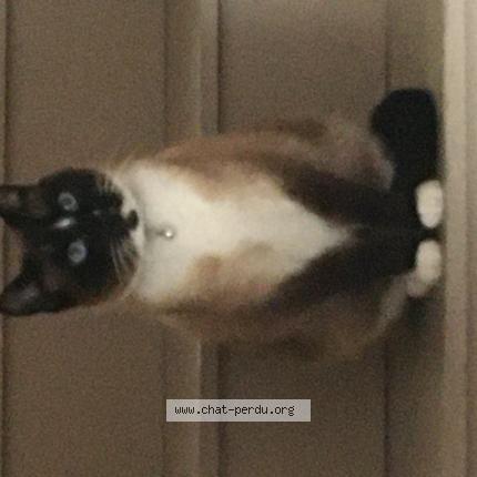 Photo 1/1 Lucky Chat lost in Felines