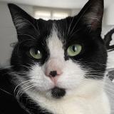 Picture of cat lost at Argenteuil