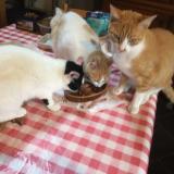 Picture of cat lost at Scrignac