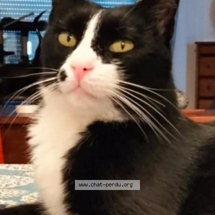 Photo 1/1 Doudou - Nestor Chat lost in Eysines