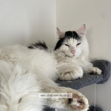 Photo 2/2 Shangai Chat lost in Dissay