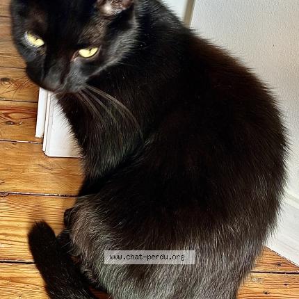 Photo 1/1 Socrate Chat lost in Bruxelles