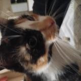 Picture of cat lost at Guer