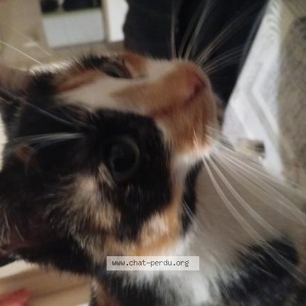 Photo 1/1 Fripouille Chat lost in Guer