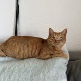 Picture of cat lost at Bordeaux