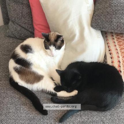 Photo 1/1 Chalimar Chat lost in Romans sur isere