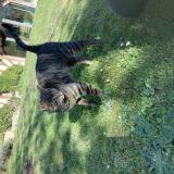 Picture of cat found at Blangy Le Chateau