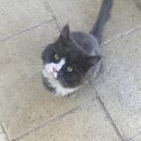 Picture of cat found at Saint Germain Les Corbeil