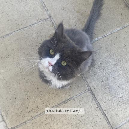 Photo 1/1 Found cat Found in Saint germain les corbeil