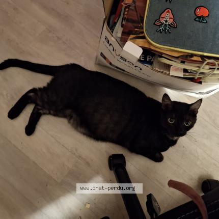 Photo 1/1 Yang Chat lost in Saintes