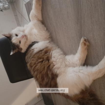 Photo 1/1 Guizmo Chat lost in Haucourt