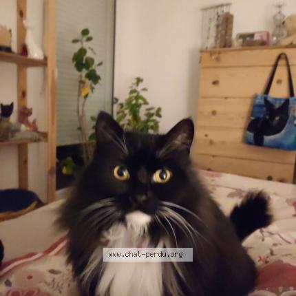 Photo 1/1 Jalna Chat lost in Saint galmier