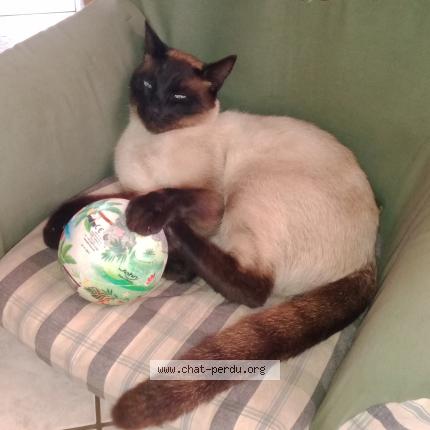 Photo 1/1 Tarzan Chat lost in Beychac et caillau