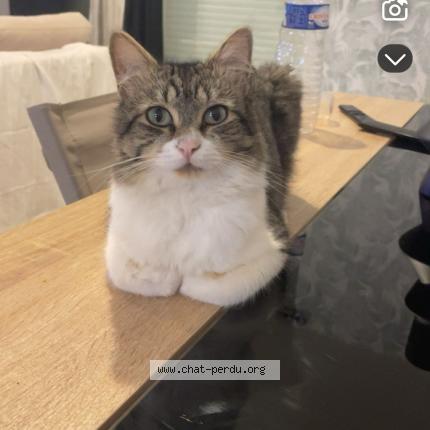Photo 1/1 Neptune Chat lost in Jaunay marigny