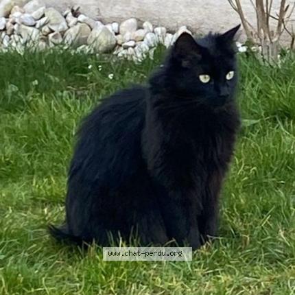 Photo 1/1 Noisette Chat lost in Chelles