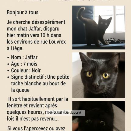 Photo 1/1 jaffar Chat lost in Liege