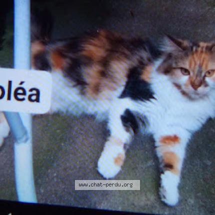 Photo 1/1 Sol&eacute;a Chat lost in Vertou