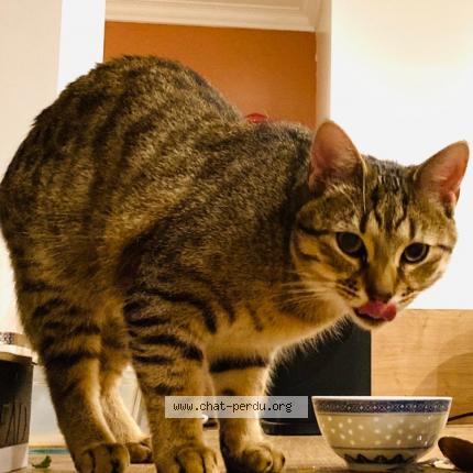 Photo 1/1 Bobby Chat lost in Eckbolsheim