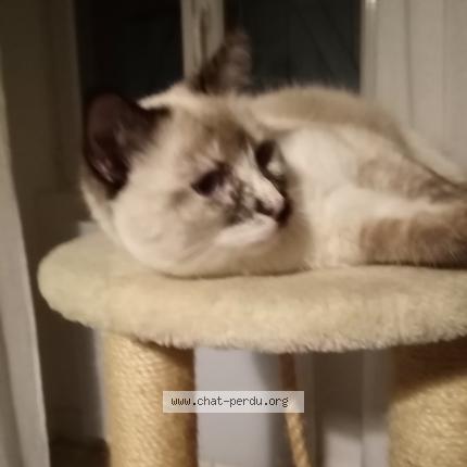 Photo 1/1 NOA Chat lost in Chateauneuf sur cher