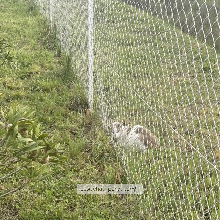 Photo 1/1 Found cat Found in Calvisson