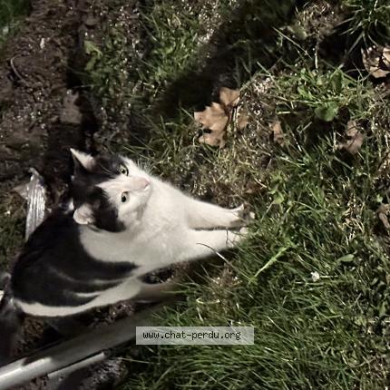 Photo 1/1 Found cat Found in Paris