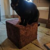 Picture of cat lost at Chezeneuve