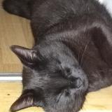 Picture of cat lost at Tournefeuille