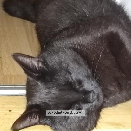 Photo 1/1 Yume Chat lost in Tournefeuille