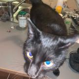 Picture of cat lost at Liege