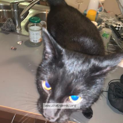 Photo 1/1 Jaffar Chat lost in Liege