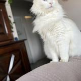 Picture of cat lost at Le Passage