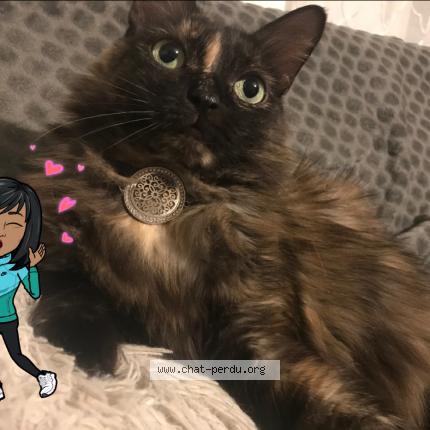 Photo 1/1 Caramel Chat lost in Vaulx en velin