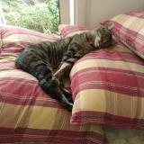 Picture of cat lost at La Rochelle