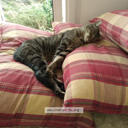 Photo 1/1 Shadok Chat lost in La rochelle