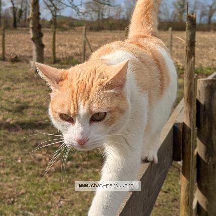 Photo 1/1 Uma Chat lost in Saint jouan des guerets