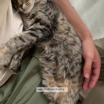 Photo 1/2 mouzmouz Chat lost in Caen