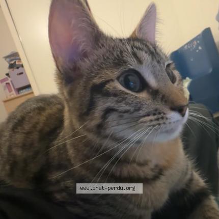 Photo 2/2 mouzmouz Chat lost in Caen