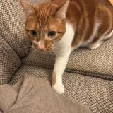 Picture of cat lost at Sangue