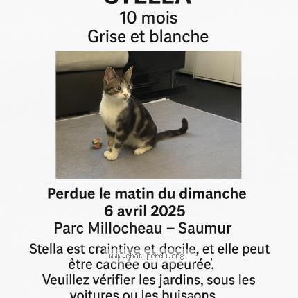 Photo 1/1 Stilla Chat lost in Saumur