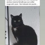 Picture of cat lost at Wizernes