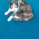 Picture of cat lost at Verquin