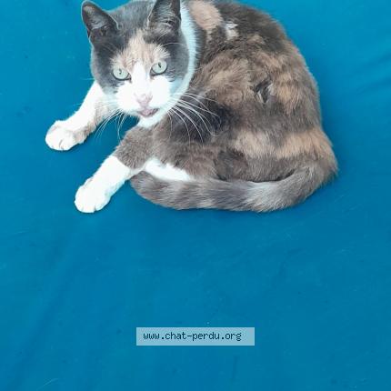 Photo 1/1 Grimace Chat lost in Verquin