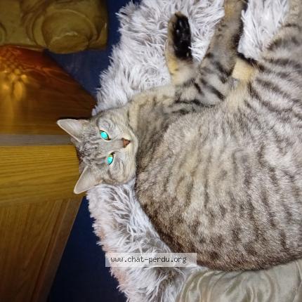Foto van vermiste kat in Ougree