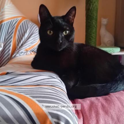 Photo 1/1 TAYO Chat lost in Nimes